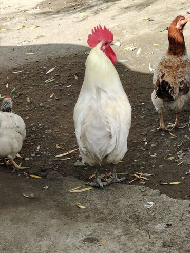 Xoruzlar: Ağ rəngli avstrolop xoruz - Rəng: krem-ağ tüklər, iri qırmızı daraq — 7