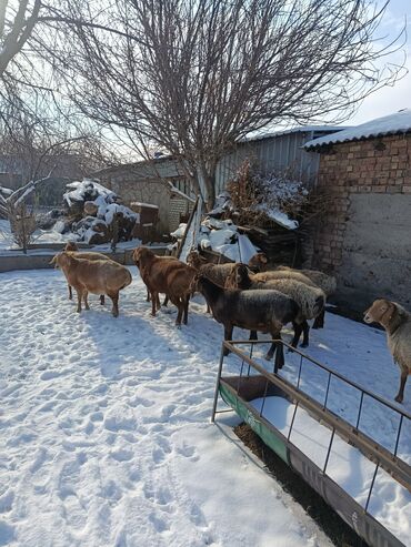 Баран, овца: Продаю | Овца (самка) | Арашан | Для разведения | Котные — 3