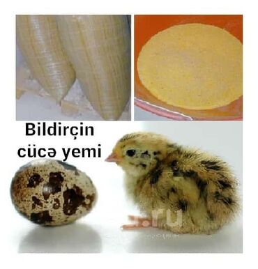 kend cucesi: 1 aylıq cucelət. 10 gunluk bildircin. Ordək yumurtası. Bildircin