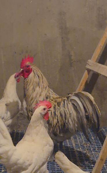 sebzi quşu: Avstralorp Motlet Avstralorp 11 aylıq Barter edilir Boynunyoluq Ankona — 3