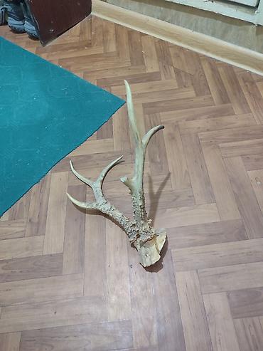 рог большой: Декоративные фигуры, Самовывоз — 2