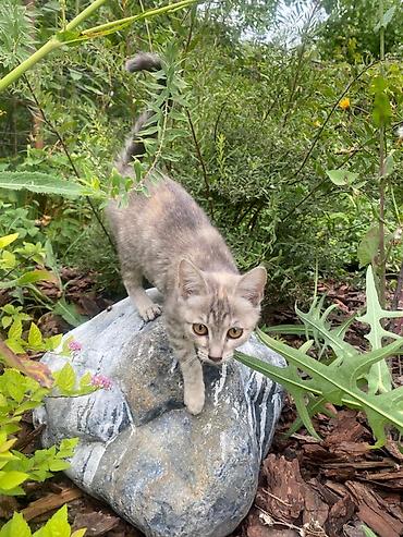 котята черные: 2 месяца, Девочка — 3