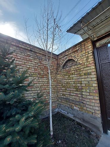 Декоративные деревья: Саженцы деревьев: Ели — 9