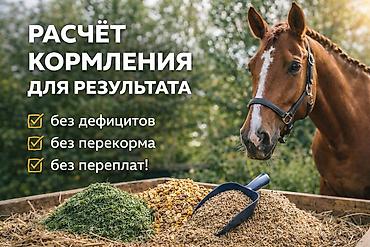 соль кормовая: Продаю | Кобыла (самка), Конь (самец), Жеребец | Племенные — 1