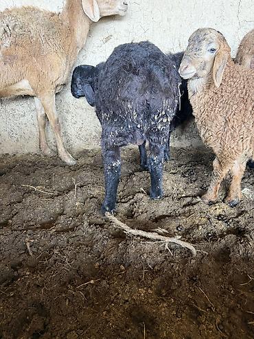 Баран, овца: Продаю | Баран (самец) — 2