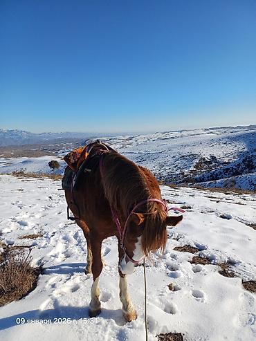 Honda: Honda Odyssey: 2003 г., 2.3 л, Автомат, Бензин, Минивэн — 11