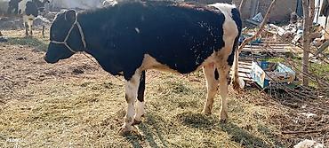 Коровы, быки: Продаю | Тёлка | Для разведения | Нетель — 2
