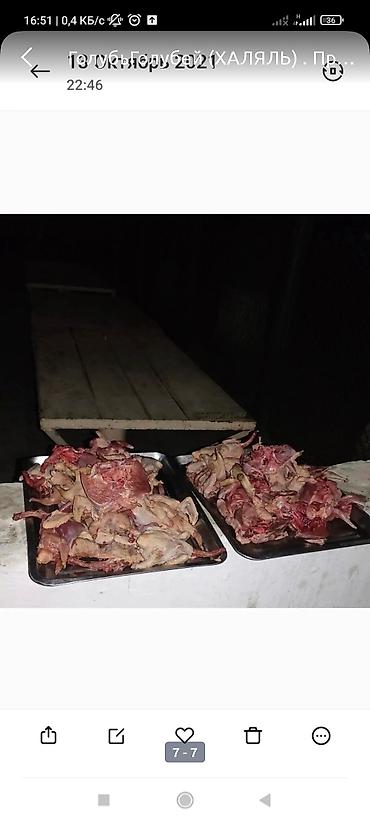 нутрия мясо: ГолубьГолубей (ХАЛЯЛЬ) . Продаю голубей пародистые есть, есть на — 6