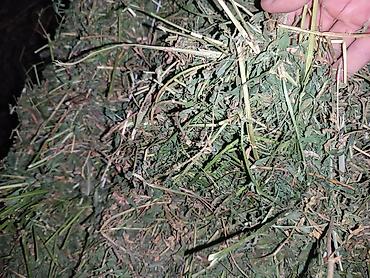 гнезда для птиц: Чоп сатылат таза беде,4укос поляда пресстелген оор жакшы пресстелген — 5