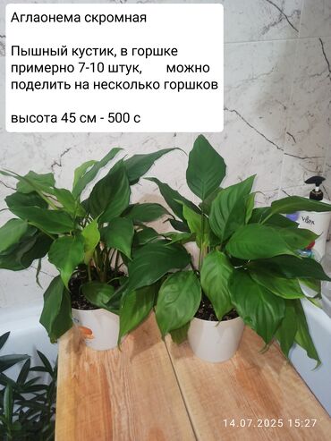 купить морской аквариум бу: Аглаонема скромная. Пушистый кустик. В горшке по 7-10 штук. Можно