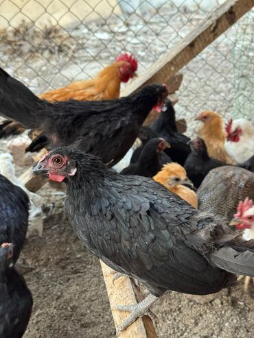 купить несушек курей: 🐣Продаю декоративные карликовые породы кур и петухов! Отличные