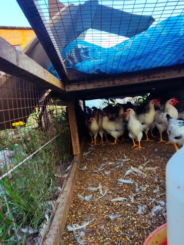 отдам животных в хорошие руки: Продаю | Куры, Петух | На забой, Для разведения, Несушки