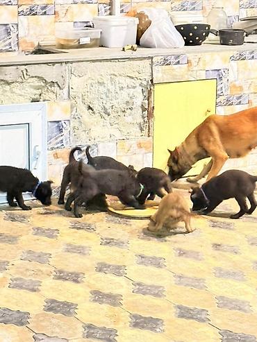 it yemeyi: Belçika çoban iti, 1 ay, Erkək, Peyvəndli, Pulsuz çatdırılma — 1