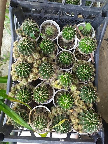 купить кактус: Mini kaktus kolleksiyası – Echinopsis/Parodia tipli şar formalı — 2