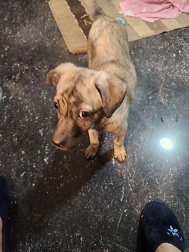 Продажа собак: Дворняжка, 4 месяца, Самка, С прививкой — 12