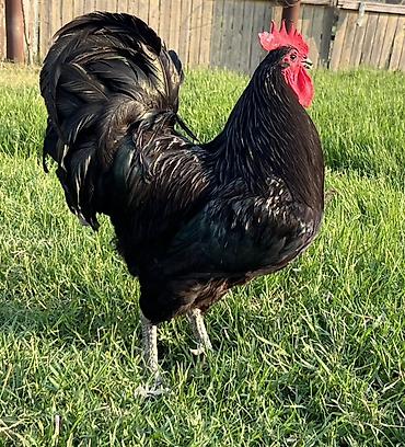Toyuqlar: Toyuq, Australorp, Damazlıq — 5