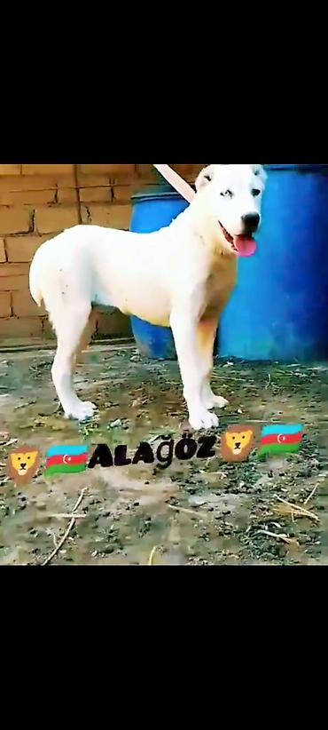itler alabay: Alabay, 8 ay, Dişi, Peyvəndli — 3