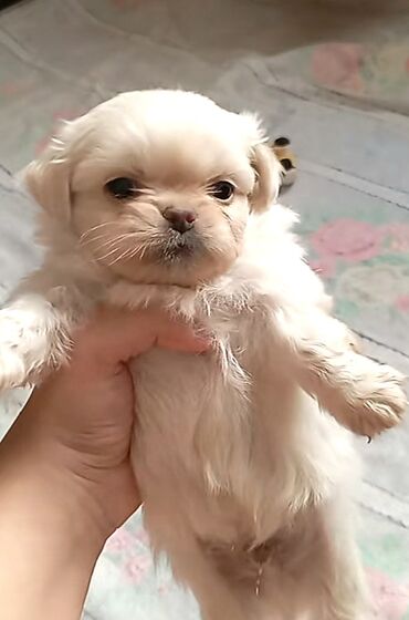 İtlər: Pekines, 1 ay, Erkek, Ünvandan götürmə, Ödənişli çatdırılma