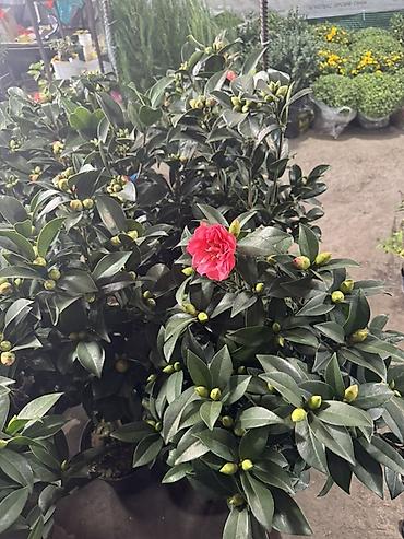 камелия: Камелия японская (Camellia japonica) — декоративный вечнозелёный — 4