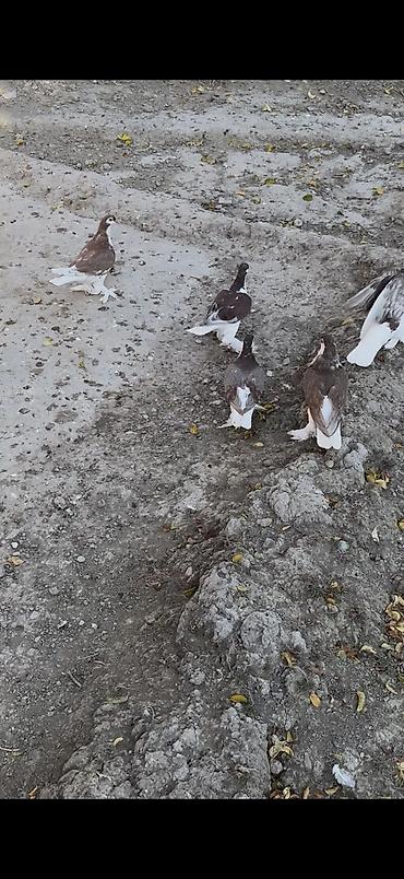 bala keçi: Delfinler satilir ciddi alicilar yazsin — 2