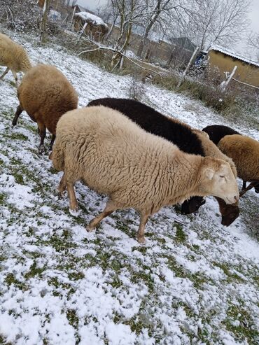 Qoyunlar, qoçlar: Dişi, il: 2, 80 kq, Damazlıq — 7