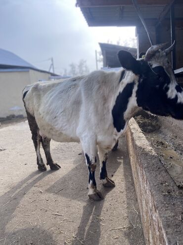Коровы, быки: Продаю | Корова (самка) | Для разведения | Привязанные — 11