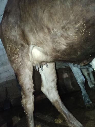 Коровы, быки: Продаю | Корова (самка) | Алатауская | Для молока | Стельные — 3