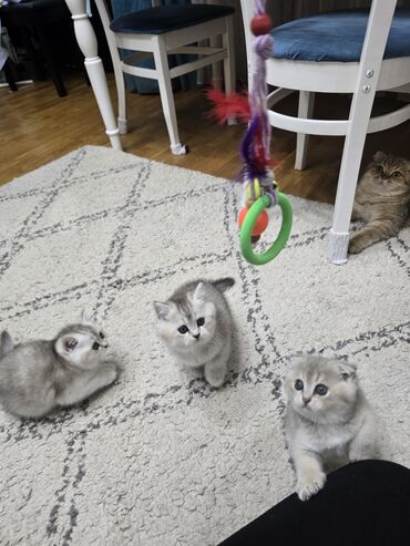 Pişiklər: Şotland, Ünvandan götürmə -da lalafo.az — 10 Pişiklər: Şotland, Ünvandan götürmə — 10