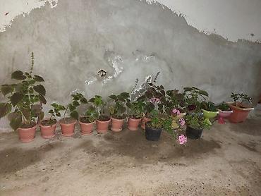 iran məhsulları: Guller satilir munasib qiymete. sumqayita saraya masazira catdirilma — 1