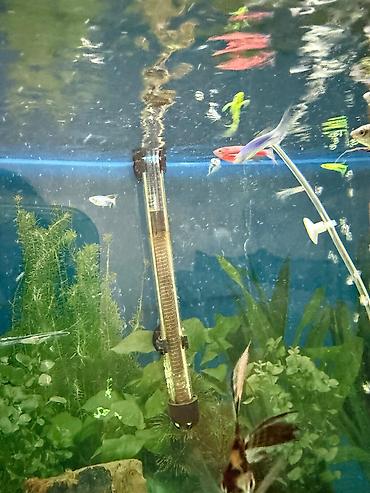 Akvarium dekoru: Malinezi orta olcu 1 manat danyo tul quyruq irili xirdali 1 manat — 13