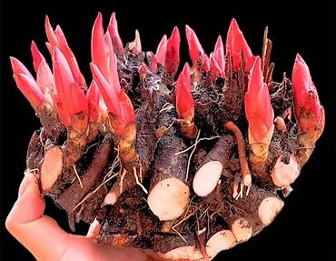 Пион: Клубни и саженцы цветов — пионы, травянистые, древовидные и гибридные — 1