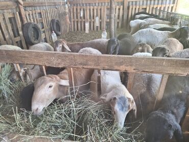сельскохозяйственные животные продажа: Сатам | Ургаачы кой (ургаачы) | Көбөйтүү үчүн
