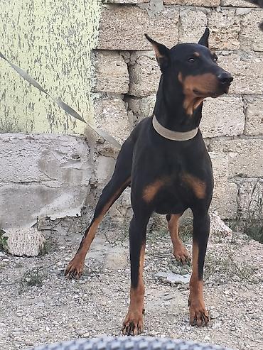 seksi it: Doberman — 6
