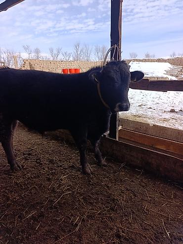 Коровы, быки: Продаю | Бык (самец) | Голштин, Швицкая, Алатауская | На откорм | Привязанные — 3