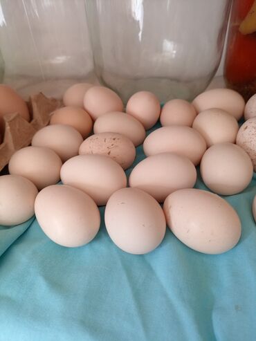 mayalı yumurta satışı: Ünvandan götürmə