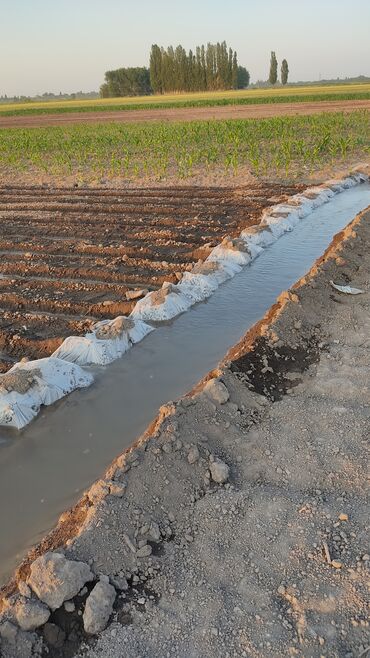 Овощи: Саженцы овощей: Морковь — 12