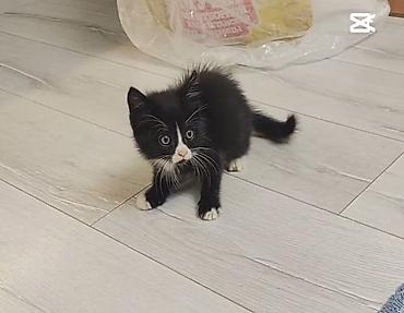 Продажа кошек: Отдам котёнка в добрые руки 🐾 Девочка, 3 месяца. Очень умная, ласковая — 10
