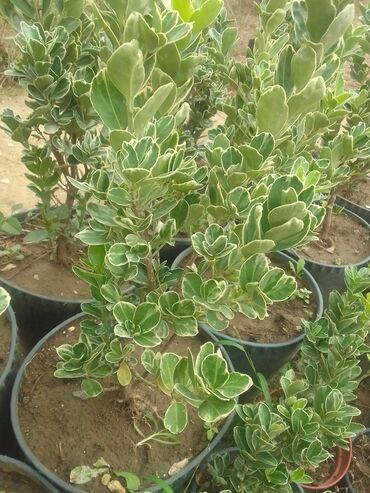 Dalandarlar, bağbanlar: Həmişəyaşıl dekorativ kollar – qablarda - Növ: Euonymus japonicus