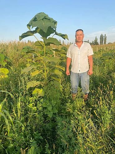 Другие декоративные деревья: Продается морозостойкие сорта саженцев павловнии, выращеннын из — 2