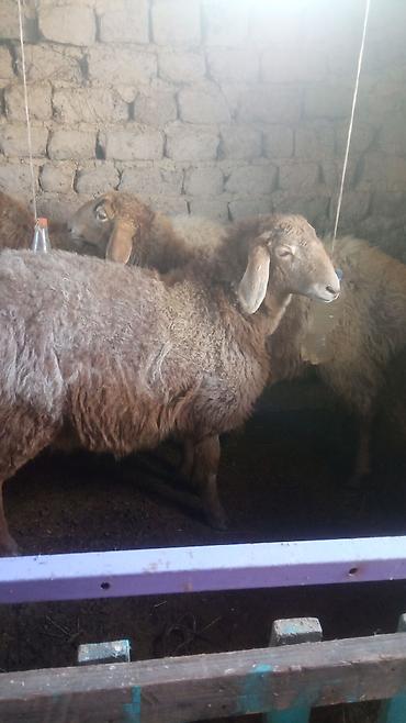 Баран, овца: Продаю | Овца (самка) | Для разведения | Матка — 4