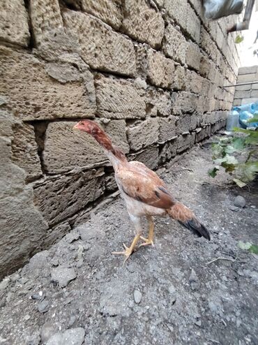 Digər quşlar: Sona qədər oxuyub sonra əlaqə saxlayın. 2 beçədi 2 fərə hərəsinin — 11