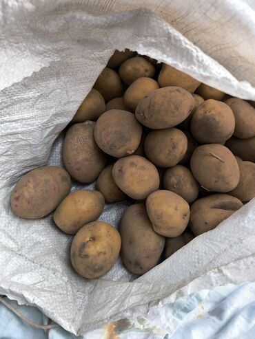 орсофит бишкек цена: Картошка 🥔 продаем