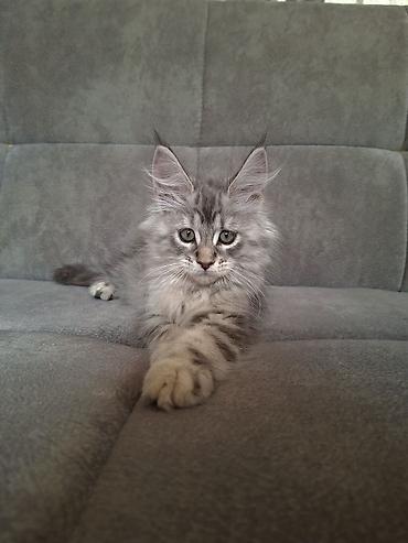 йоркширский терьер бишкек: Мейн-кун котёнок, серебристый мрамор (silver tabby) с эффектным — 8