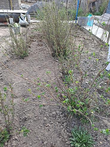 Смородина: Саженцы красной смородины (плодоносящие кусты) - Культура: красная — 2