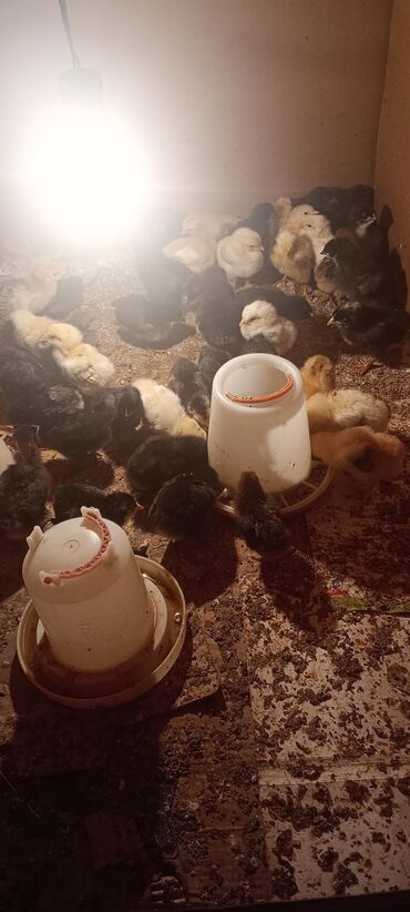 Cücələr: Toyuq cücələri, Damazlıq, Ünvandan götürmə