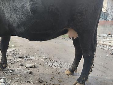 Коровы, быки: Продаю | Корова (самка) | Для молока | Привязанные — 2