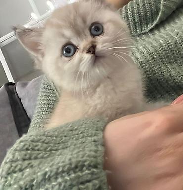 Pişiklər: Britan, Erkək, Dişi — 26