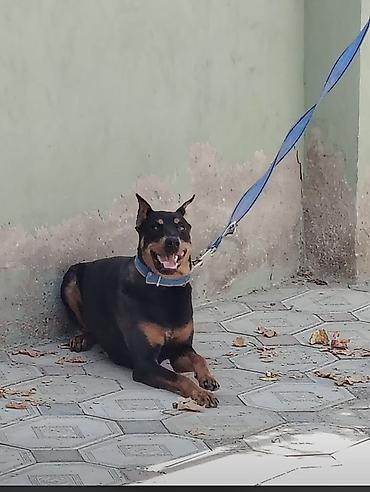 dişi doberman: Doberman, 1 il, Dişi, Peyvəndli, Ödənişli çatdırılma, Ünvandan götürmə — 5