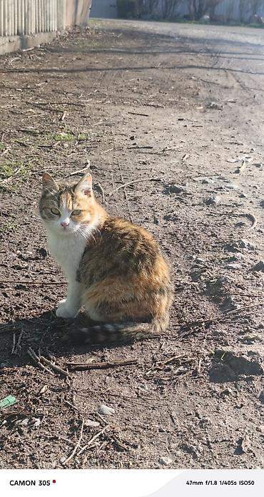 Отдам даром кошку: Кошка даром: Беспородная, Девочка at lalafo.kg — 11 Отдам даром кошку: Кошка даром: Беспородная, Девочка — 11