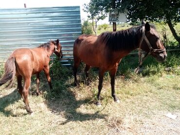 qarabağ atı satılır v Azərbaycan | Xalçalar: Çox sakit atdır uşaq minir